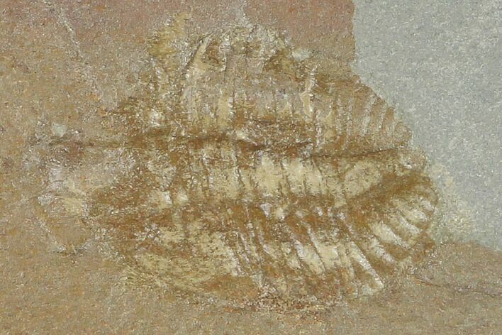 Partial Ogyginus Cordensis - Classic British Trilobite #103110